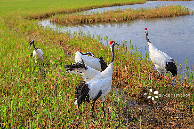 黑龙江齐齐哈尔扎龙自然保护区丹顶鹤图片素材
