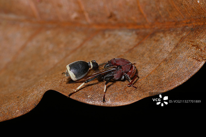 胡蜂 Vespidae图片素材