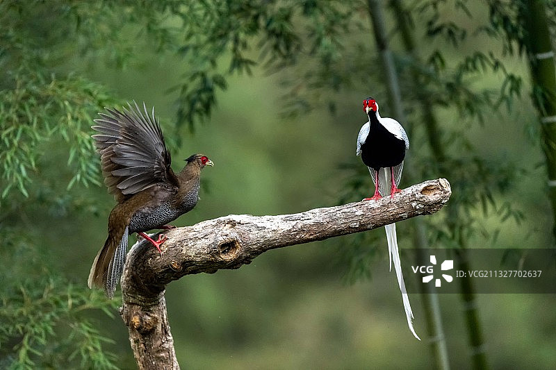 白鹇示爱图片素材