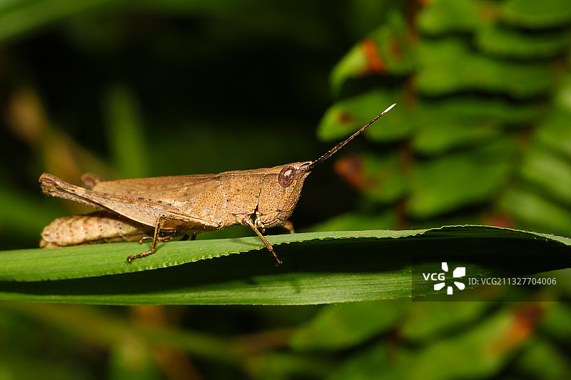 “天然呆”图片素材