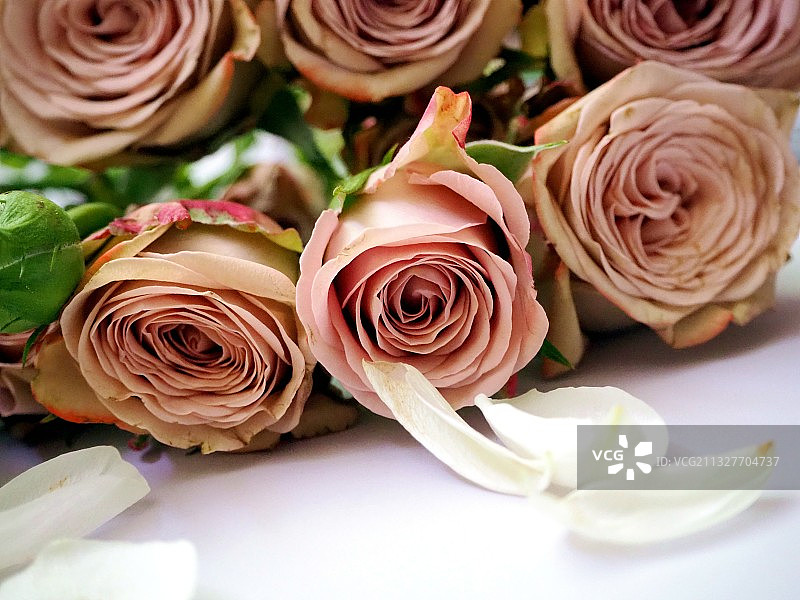 多头玫瑰，卡布奇诺图片素材