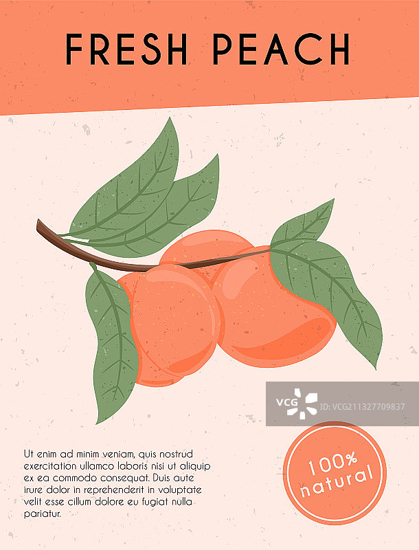 枝头上的成熟桃子和甜油桃图片素材