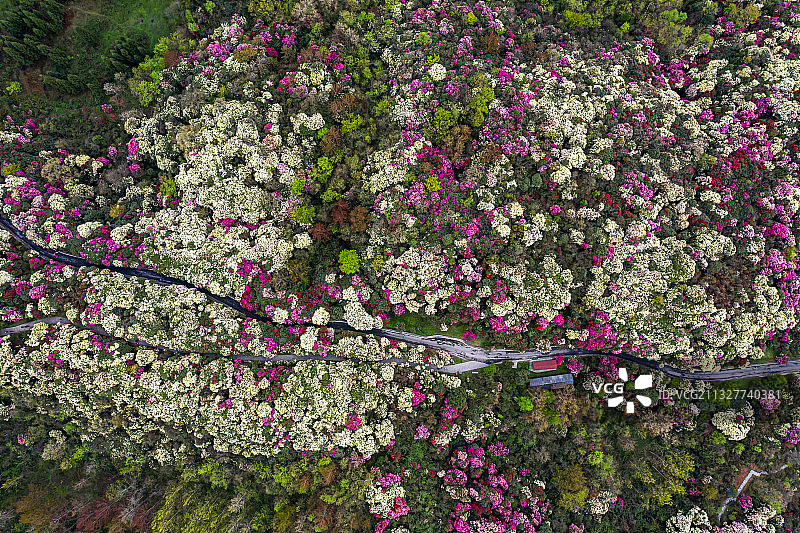 贵州百里杜鹃03图片素材