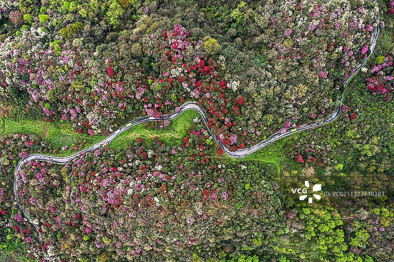 贵州百里杜鹃05图片素材