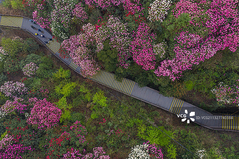 贵州百里杜鹃06图片素材