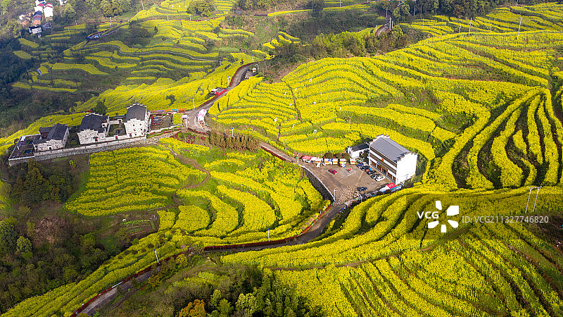 浙江省浦江县前吴乡民生村油菜花海风光航拍图片素材
