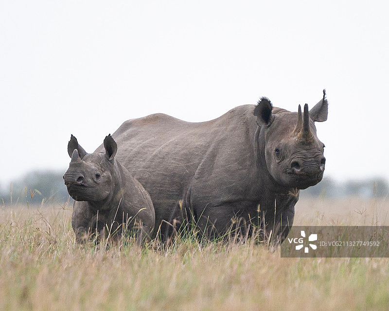 白犀牛侧视图，站立在草地上，背景是天空，肯尼亚马赛马拉国家保护区图片素材