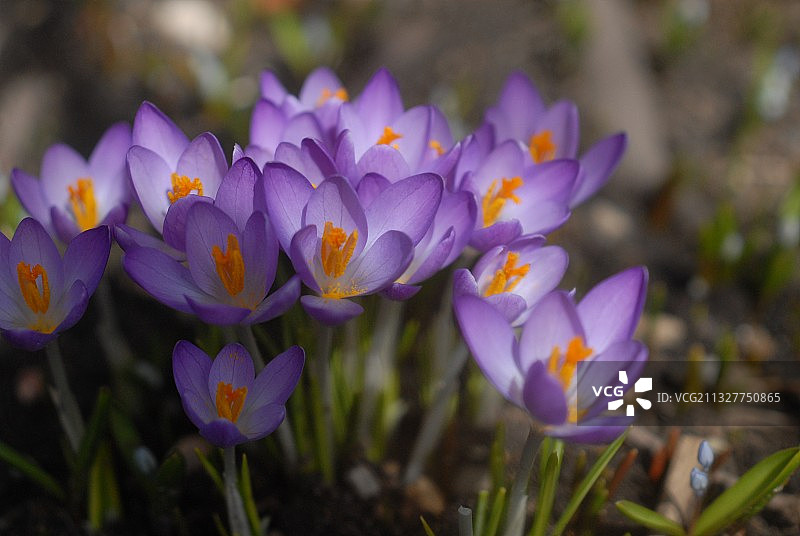 紫色番红花特写，地点：加拿大安大略省金斯顿图片素材