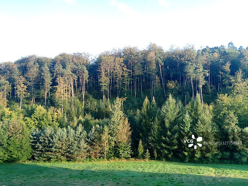 波兰 Tymowa 森林中的树木图片素材