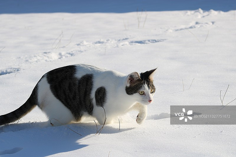 在法国，行走在雪地里的猫的侧视图图片素材
