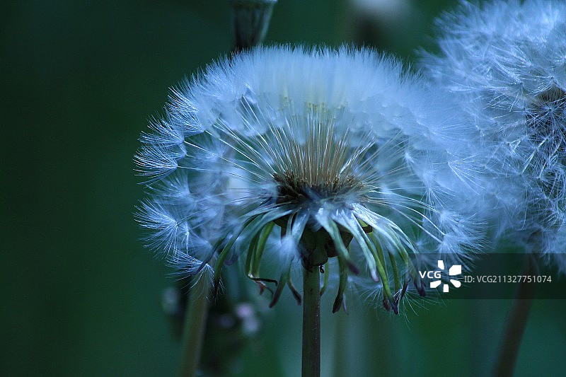 德国科特布斯蒲公英花朵特写图片素材
