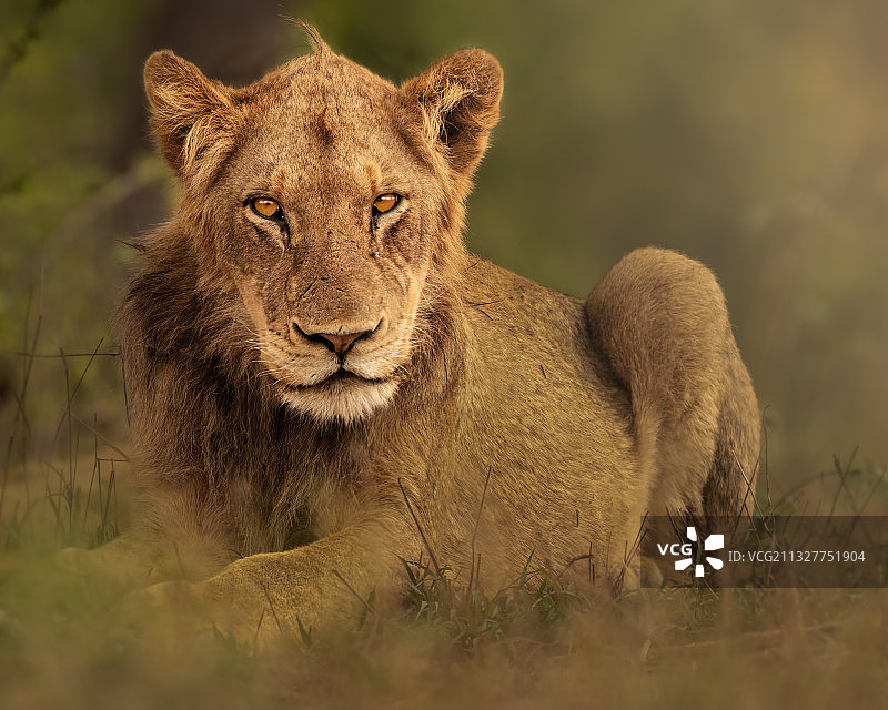 小狮子肖像图片素材