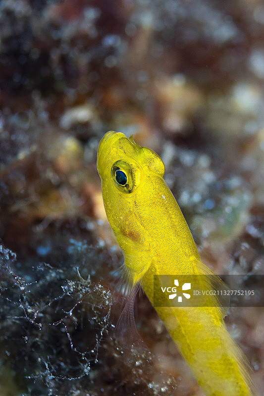 法国海域黄色鱼类游泳特写图片素材