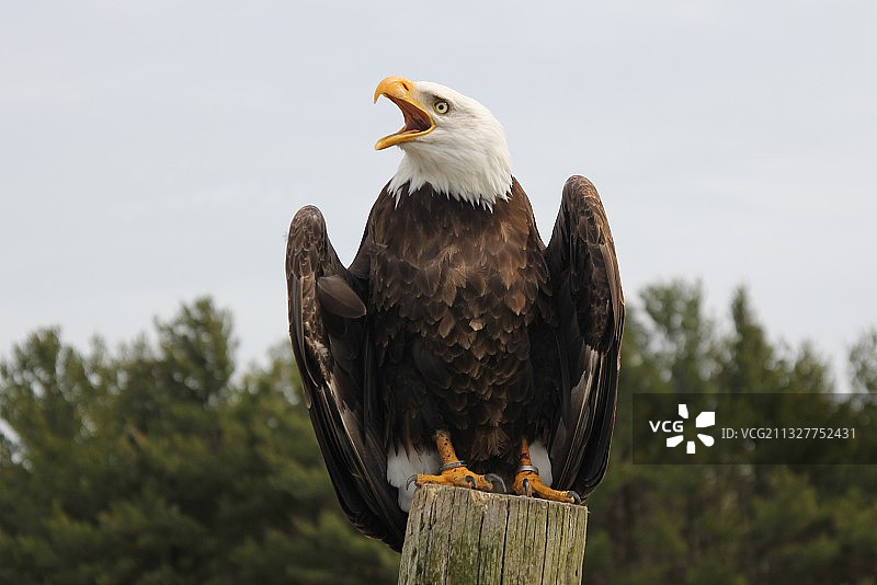 仰视：加拿大安大略省维多利亚的秃鹰栖息在树枝上图片素材