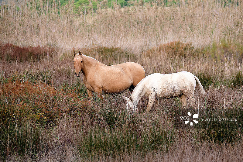 马站在田野上的侧面图图片素材
