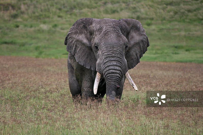 非洲象在恩戈罗恩戈罗火山口行走的背影，坦桑尼亚图片素材