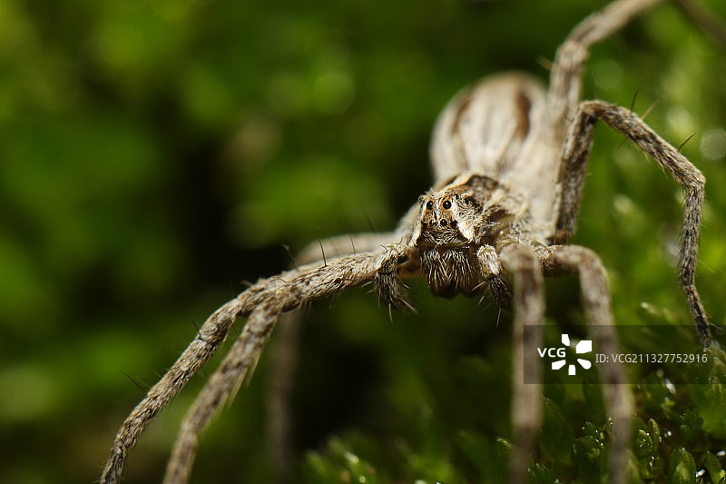 蜘蛛网上的蜘蛛特写图片素材