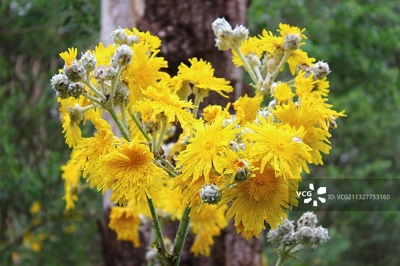 西班牙拉斯帕尔马斯大加那利岛：田野上的黄色植物特写图片素材