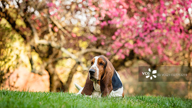 巴吉度猎犬坐在草地上特写图片素材