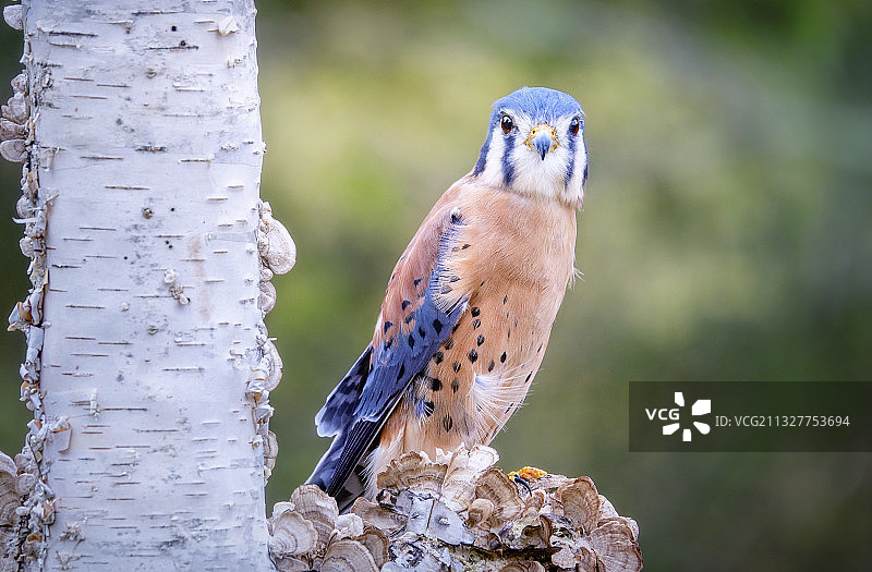 美国密歇根州豪厄尔栖息在树干上的猫头鹰特写图片素材