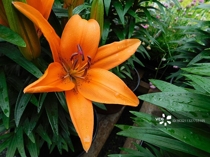 橙色开花植物的特写图片素材
