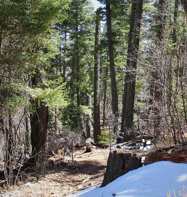 林肯国家森林冬季树木景观，新墨西哥州，美国图片素材