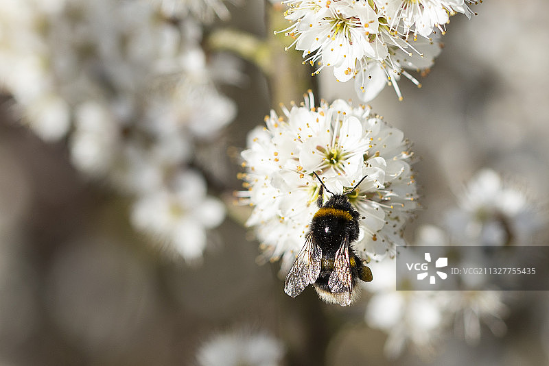 英国剑桥：蜜蜂在白色花朵上采蜜特写图片素材