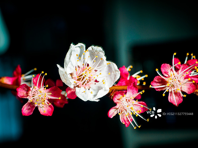 萨尔费尔登粉色花朵特写，奥地利图片素材