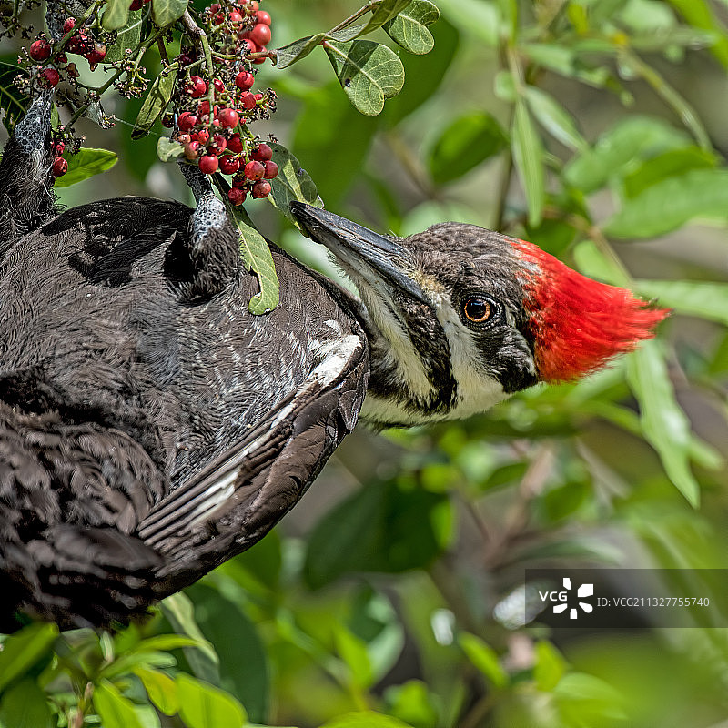 啄木鸟栖息在树上特写，美国佛罗里达州奥乔皮图片素材