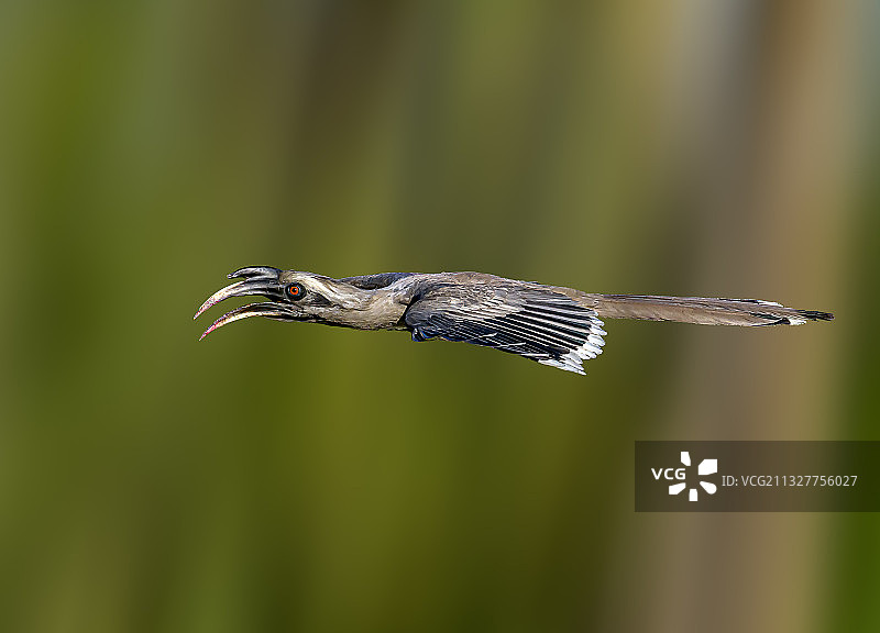 犀鸟在户外飞行特写，印度图片素材