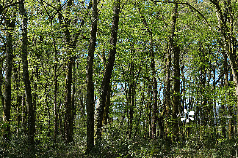 法国布尔克森林的树木景色图片素材