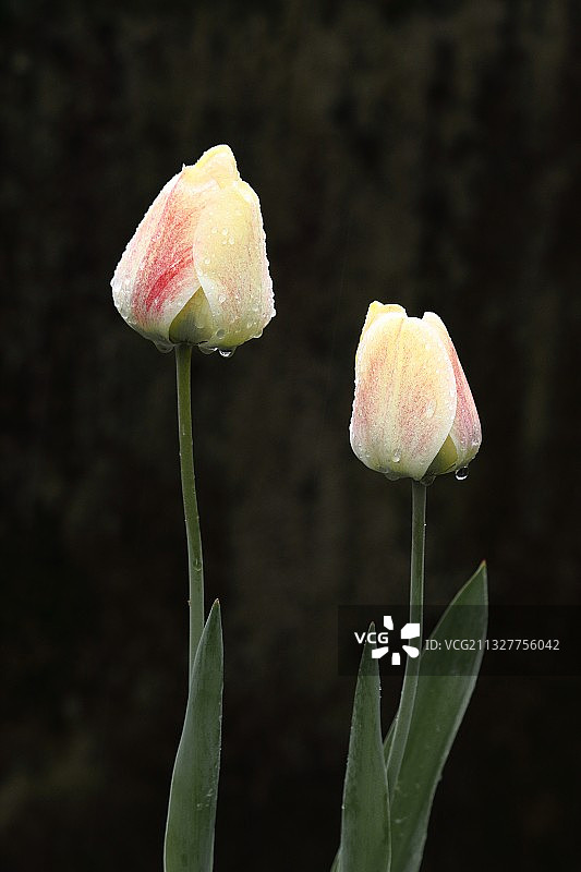 意大利伦巴第米兰湿润的玫瑰花蕾特写图片素材