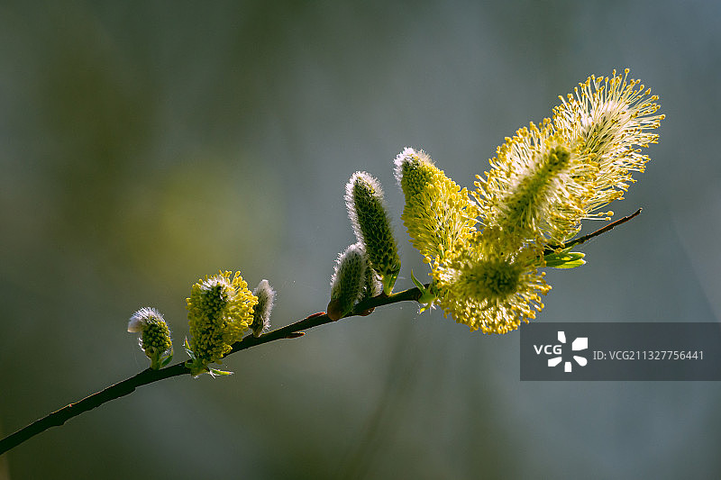 开花植物特写，位于荷兰莱利斯塔德的奥斯特瓦德斯普拉森图片素材