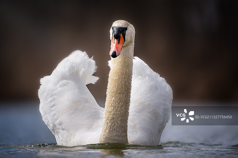 德国多瑙埃兴根湖中疣鼻天鹅特写图片素材