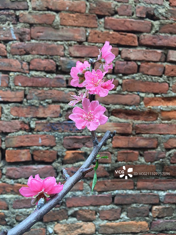 砖墙背景下的粉色植物特写，越南图片素材