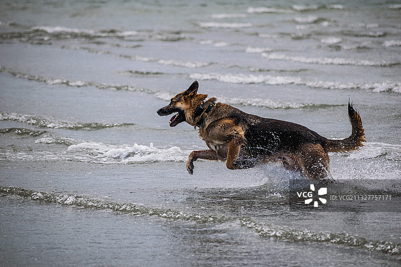 海中奔跑的小狗图片素材