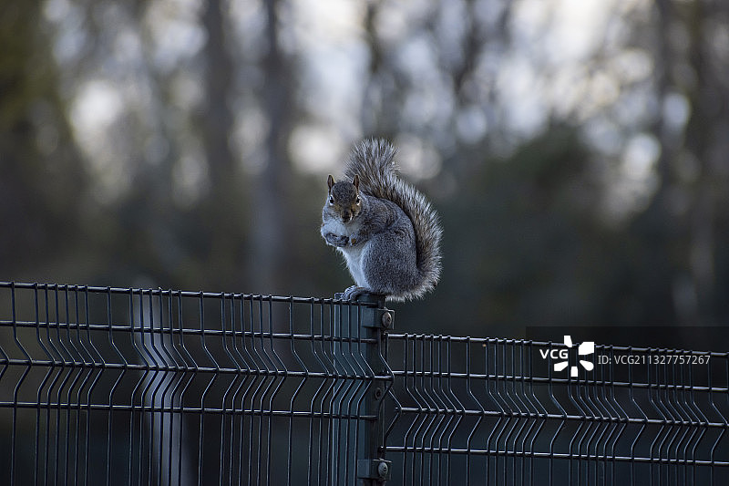灰松鼠在围栏上的特写，英国图片素材