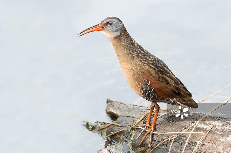 栖息在木头上的水鸟特写图片素材