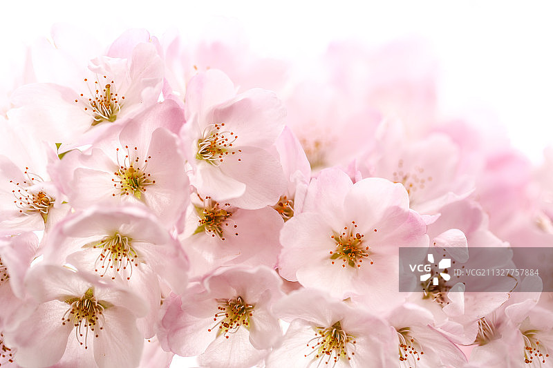 加拿大温哥华白色背景下的粉色樱花特写图片素材