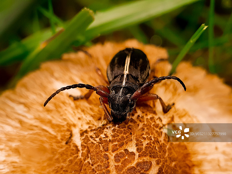 叶子上的蜘蛛特写图片素材