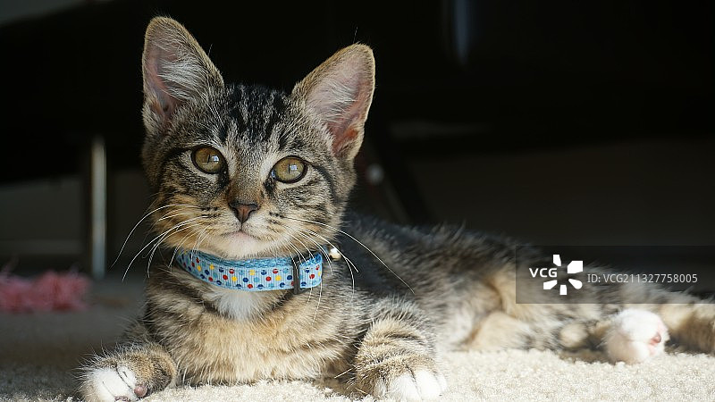 猫的特写肖像，美国德克萨斯州理查森图片素材