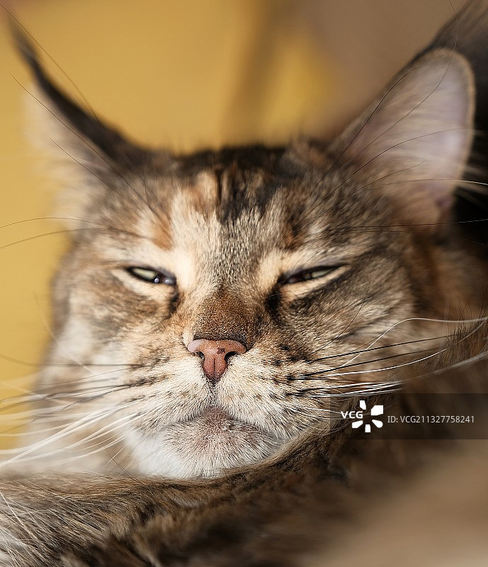 猫的特写肖像图片素材