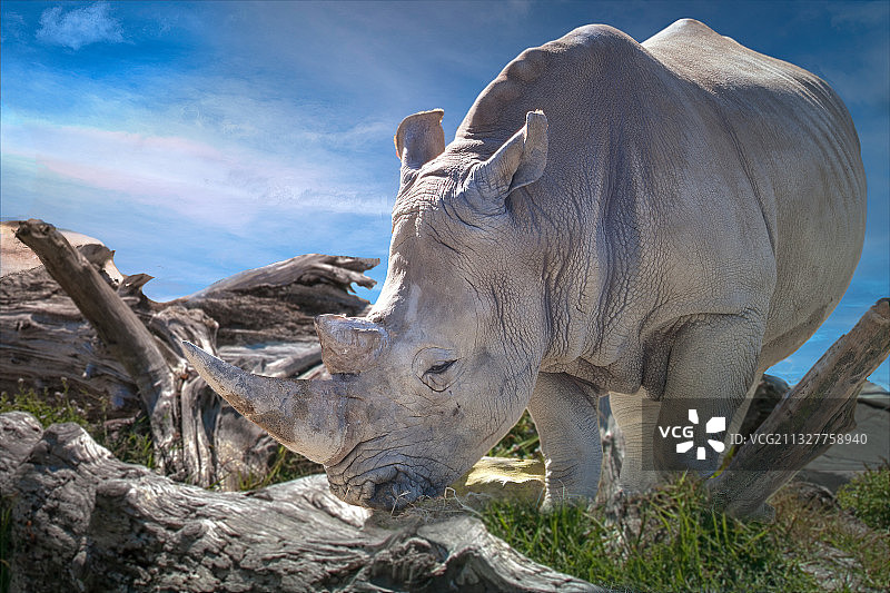天空背景下，原野上站立的白犀牛低角度景观图片素材