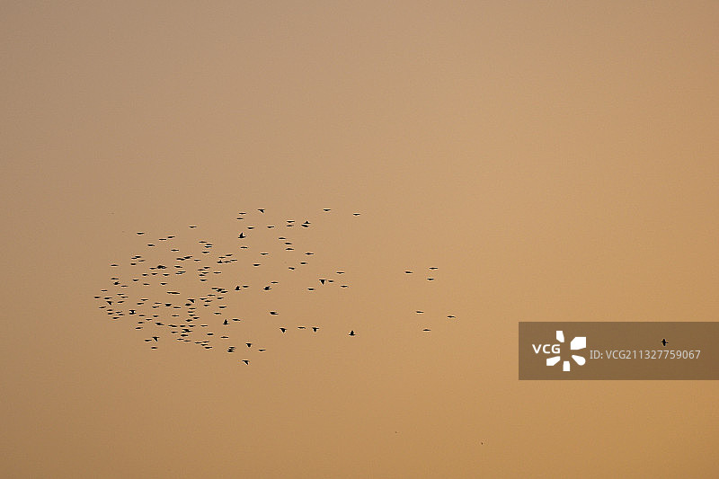 低角度拍摄：鸟群飞过日落时的天空图片素材