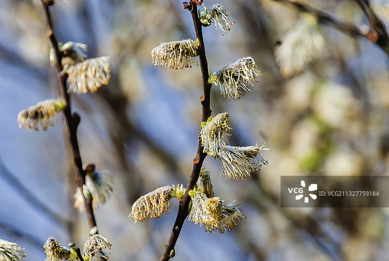 开花植物特写图片素材
