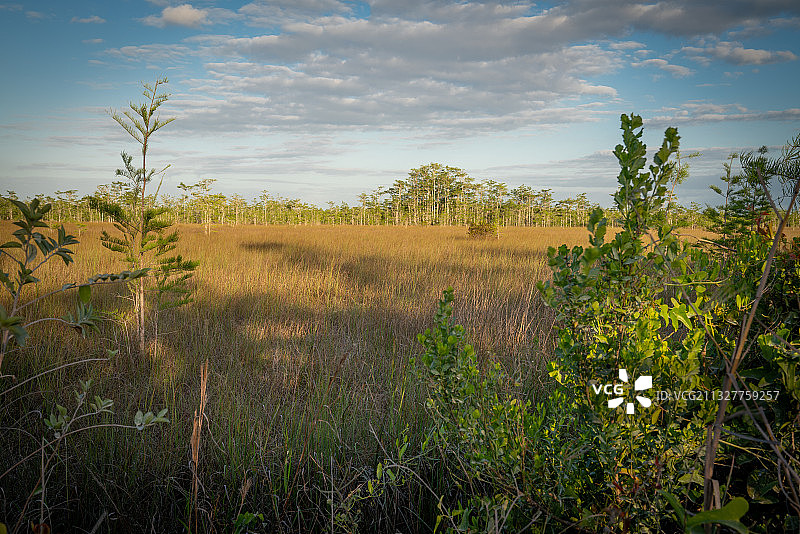 美国佛罗里达州大沼泽地田野风光图片素材