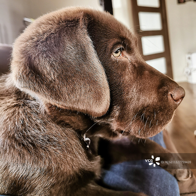 拉布拉多犬特写，视线移开图片素材