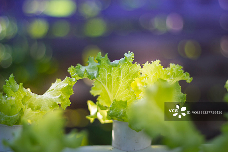 印度尼西亚温室中生长的生菜特写图片素材