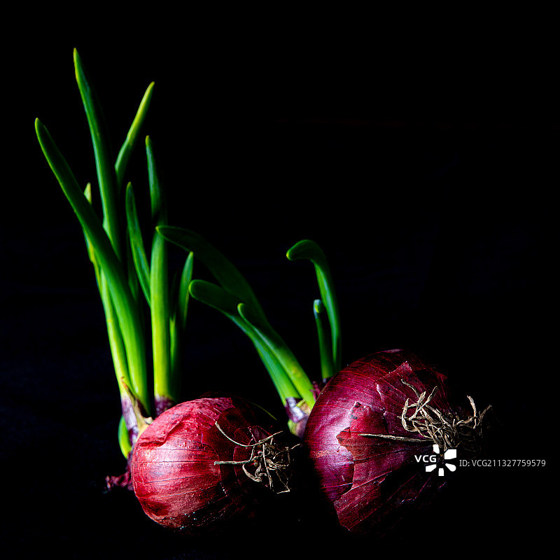 黑色背景下的洋葱特写图片素材