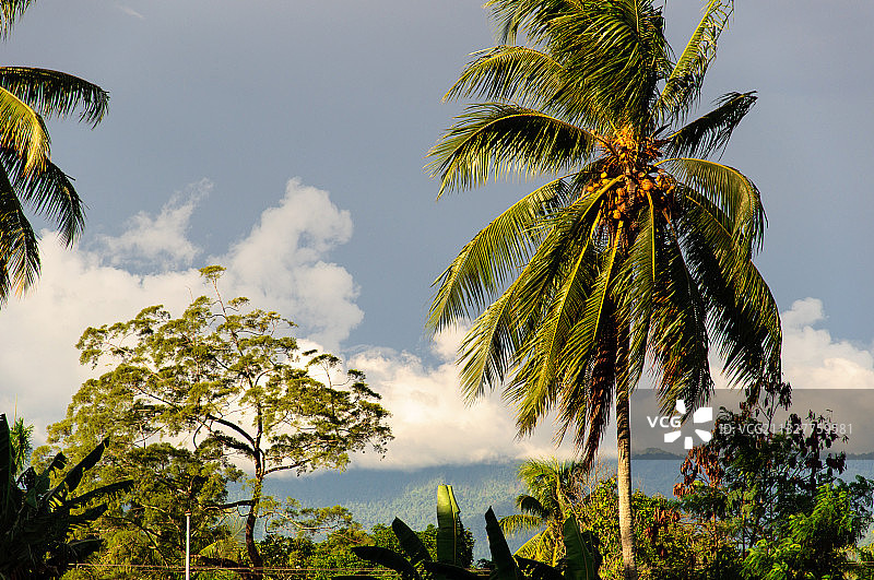 仰视角度拍摄的棕榈树，莱城，巴布亚新几内亚图片素材